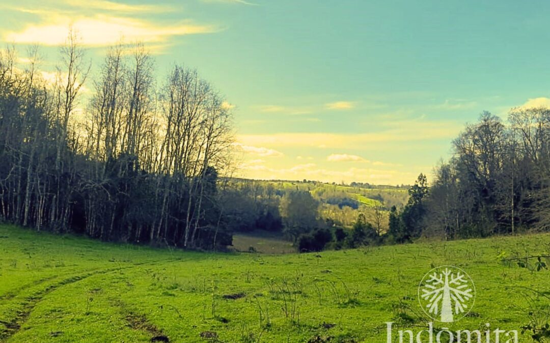Campo A Orilla De Camino En Frutillar