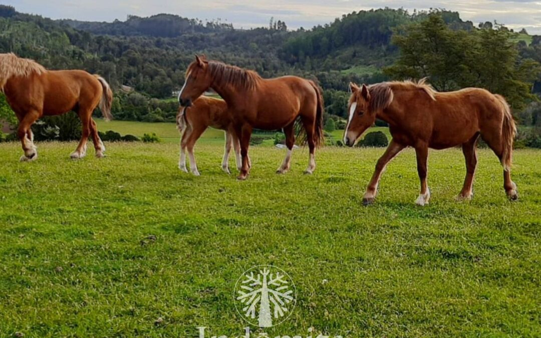 Campo productivo de 26.8 há con casa, lechera, galpones, rios, esteros y vertientes, en Los Muermos